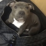 나도 데려가개 - 유머 / 재미 / 감동 - 네모판 나도 데려가개