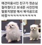 애견 미용사 친구가 보내준 사진.jpg - 유머 / 재미 / 감동 - 네모판 애견 미용사 친구가 보내준 사진.jpg