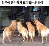 댕댕이 네마리가 옹기종기 모여있는 이유.jpg - 유머 / 재미 / 감동 - 네모판 댕댕이 네마리가 옹기종기 모여있는 이유.jpg