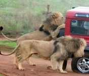 친절한 사자들...타이어 갈아주기~ - 유머 / 재미 / 감동 - 네모판 친절한 사자들...타이어 갈아주기~