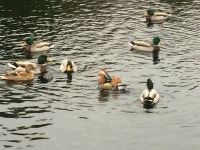 아시아 원앙 한마리로 난리가 난 뉴욕 센트럴파크 - 지구촌소식 - 네모판 아시아 원앙 한마리로 난리가 난 뉴욕 센트럴파크