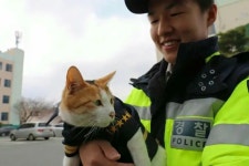 부산 강서경찰서 애완고양이들 - 이슈 / 사건 / 정치 - 네모판 부산 강서경찰서 애완고양이들