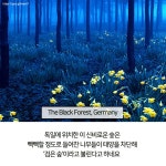 세계의 아름다운 숲 - 이슈 / 사건 / 정치 - 네모판 세계의 아름다운 숲