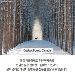 세계의 아름다운 숲 - 이슈 / 사건 / 정치 - 네모판 세계의 아름다운 숲