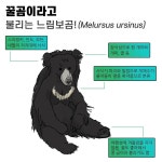 곰 종류.jpg - 이슈 / 사건 / 정치 - 네모판 곰 종류.jpg