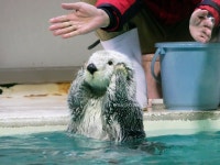 해달 - 이슈 / 사건 / 정치 - 네모판 해달