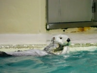 해달 - 이슈 / 사건 / 정치 - 네모판 해달