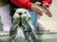 해달 - 이슈 / 사건 / 정치 - 네모판 해달