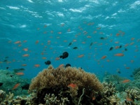 바다의 삶(Sea life)=바다속의 풍경 - 여행 / 풍경 / 호텔 - 네모판 바다의 삶(Sea life)=바다속의 풍경
