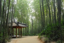 대숲맑은 담양 - 전남 담양군 - 여행 / 풍경 / 호텔 - 네모판 대숲맑은 담양 - 전남 담양군