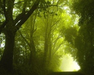 숲속의 안개 !! - 여행 / 풍경 / 호텔 - 네모판 숲속의 안개 !!