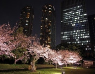 야경,밤벗꽃 - 여행 / 풍경 / 호텔 - 네모판 야경,밤벗꽃