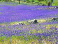 꽃피는 언덕 - 여행 / 풍경 / 호텔 - 네모판 꽃피는 언덕