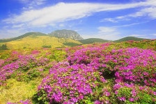 한라산 철쭉 - 여행 / 풍경 / 호텔 - 네모판 한라산 철쭉