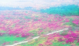 한라산 철쭉 - 여행 / 풍경 / 호텔 - 네모판 한라산 철쭉