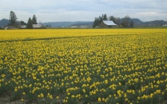 수선화 농장------ - 여행 / 풍경 / 호텔 - 네모판 수선화 농장------