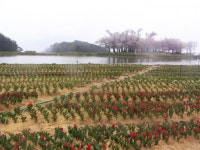 장평 저수지의 봄 - 여행 / 풍경 / 호텔 - 네모판 장평 저수지의 봄