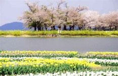 장평 저수지의 봄 - 여행 / 풍경 / 호텔 - 네모판 장평 저수지의 봄