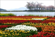 장평 저수지의 봄 - 여행 / 풍경 / 호텔 - 네모판 장평 저수지의 봄