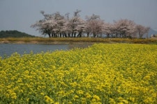 장평 저수지의 봄 - 여행 / 풍경 / 호텔 - 네모판 장평 저수지의 봄