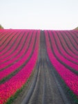 튤립(tulip)농장 - 여행 / 풍경 / 호텔 - 네모판 튤립(tulip)농장