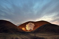 경주 대릉원의 목련나무 - 여행 / 풍경 / 호텔 - 네모판 경주 대릉원의 목련나무