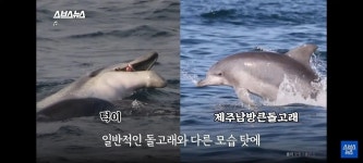 최근 제주 돌고래들 근황.jpg - 자연 / 동물 / 식물 - 네모판 최근 제주 돌고래들 근황.jpg