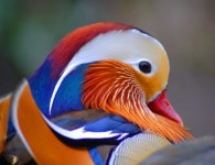 원앙이 - 자연 / 동물 / 식물 - 네모판 원앙이