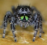 animals image - 자연 / 동물 / 식물 - 네모판 animals image