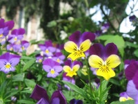 비올라 (Viola) - 자연 / 동물 / 식물 - 네모판 비올라 (Viola)