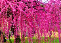 수양홍매화 - 자연 / 동물 / 식물 - 네모판 수양홍매화