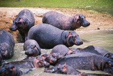 하마 서식지 모습 - 자연 / 동물 / 식물 - 네모판 하마 서식지 모습