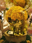 Macys Flower Show - 자연 / 동물 / 식물 - 네모판 Macys Flower Show