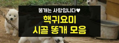 핵귀요미 시골 똥개 모음 - 자연 / 동물 / 식물 - 네모판 핵귀요미 시골 똥개 모음