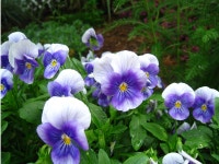 악기 비올라처럼 아름다운 선율의 꽃 비올라 - 자연 / 동물 / 식물 - 네모판 악기 비올라처럼 아름다운 선율의 꽃 비올라