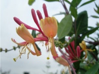 가을에 핀 인동 - 자연 / 동물 / 식물 - 네모판 가을에 핀 인동