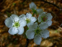 이화 - 자연 / 동물 / 식물 - 네모판 이화