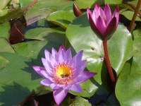 수련 - 자연 / 동물 / 식물 - 네모판 수련