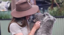 호주에서 갓 태어난 아기 코알라들 - 자연 / 동물 / 식물 - 네모판 호주에서 갓 태어난 아기 코알라들