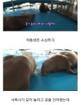 학대당하는 바다코끼리 동물농장 출연당시 - 지금국내엔 - 네모판 학대당하는 바다코끼리 동물농장 출연당시