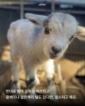 아기 양과 아기 염소, 구분 방법 - 연예이슈 수다방 - 네모판 아기 양과 아기 염소, 구분 방법