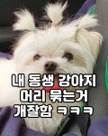 내 동생 강아지 머리묶는거 개잘함 - 연예이슈 수다방 - 네모판 내 동생 강아지 머리묶는거 개잘함