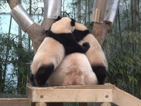 대왕삼각김밥 만드는 바오가족 - 연예이슈 수다방 - 네모판 대왕삼각김밥 만드는 바오가족