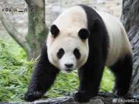 선슈핑에서 여전히 예쁜 아기곰.jpg - 연예이슈 수다방 - 네모판 선슈핑에서 여전히 예쁜 아기곰.jpg