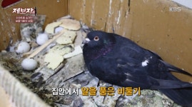 제보자들 아파트에서 비둘기떼 키우는 사람 - 연예이슈 수다방 - 네모판 제보자들 아파트에서 비둘기떼 키우는 사람