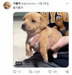 요즘 트위터에서 핫한 강아지 - 연예이슈 수다방 - 네모판 요즘 트위터에서 핫한 강아지