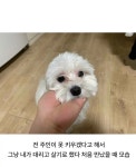 전 집주인이 버리고 가서 얼떨결에 같이 살게 된 멍뭉이.jpg - 연예이슈 수다방 - 네모판 전 집주인이 버리고 가서 얼떨결에 같이 살게 된 멍뭉... 