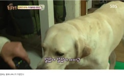 동물농장 똑똑한 천재견 호야 - 연예이슈 수다방 - 네모판 동물농장 똑똑한 천재견 호야