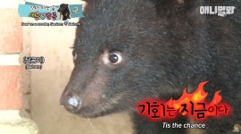 킥보드 타는 아기곰 새콤이와 달콤이.jpgif - 연예이슈 수다방 - 네모판 킥보드 타는 아기곰 새콤이와 달콤이.jpgif