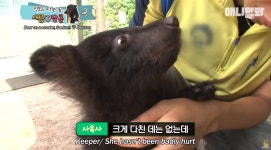 킥보드 타는 아기곰 새콤이와 달콤이.jpgif - 연예이슈 수다방 - 네모판 킥보드 타는 아기곰 새콤이와 달콤이.jpgif